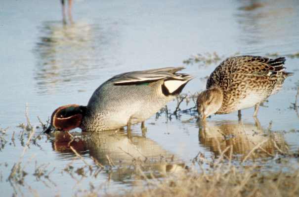 Nationalpark Neusiedler See - Seewinkel