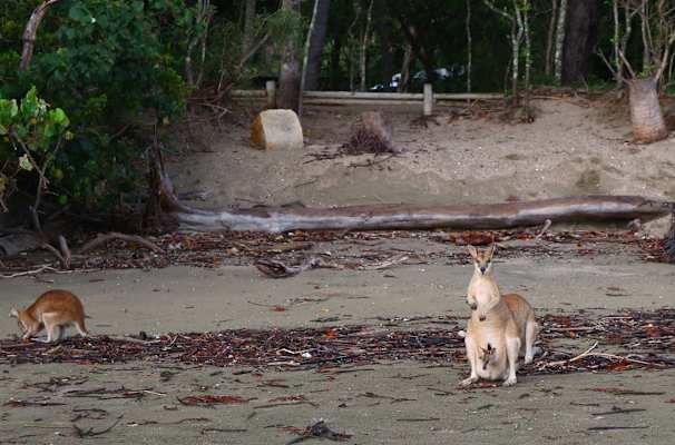 Reise Familie Australien Roadtrip