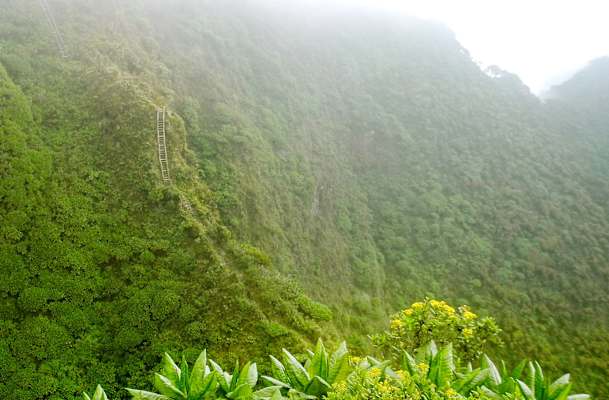 Virungas Berggorillas Reise