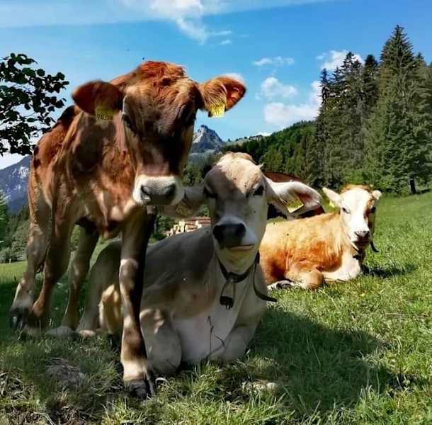 Die Gehrenalpe (1.610 m) in den Allgäuer Alpen