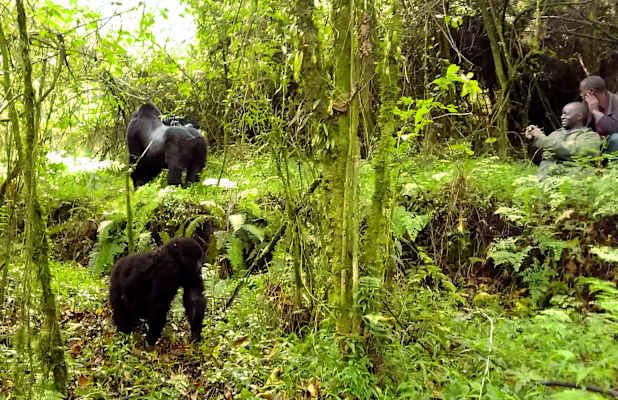 Virungas Berggorillas Reise