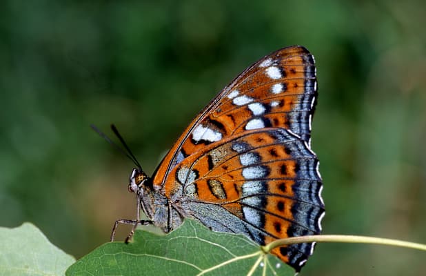 Großer Eisvogel (LImenitis Populi)