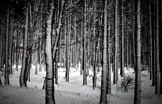 Tief verschneiter Wald im Bayerischen Allgäu