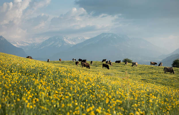 Allgäuer Berge Bildkalender 
