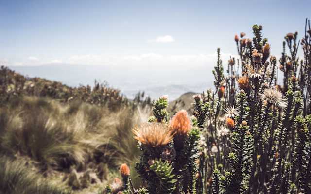 Flora und Fauna in Ecuador