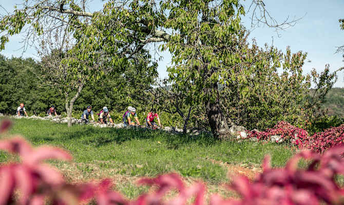 Istria300 Sonny Colbrelli