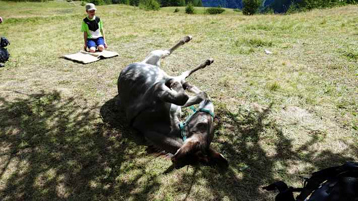 Mit dem Esel durch die französischen Alpen