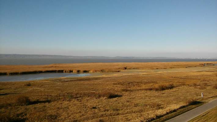 Der breite Schilfgürtel des Neusiedler Sees ist Heimat vieler Vogelarten.