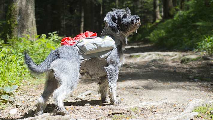 Zwei Schnauzer durchwandern die Schweiz