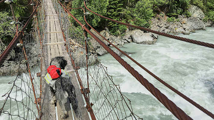 Zwei Schnauzer durchwandern die Schweiz