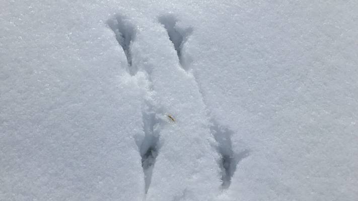 Tierspuren im Schnee: Vogelfährte