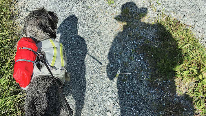 Zwei Schnauzer durchwandern die Schweiz
