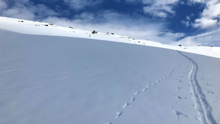 Tierspuren im Schnee: Fuchsfährte