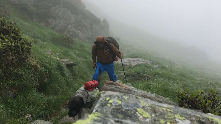 Zwei Schnauzer durchwandern die Schweiz