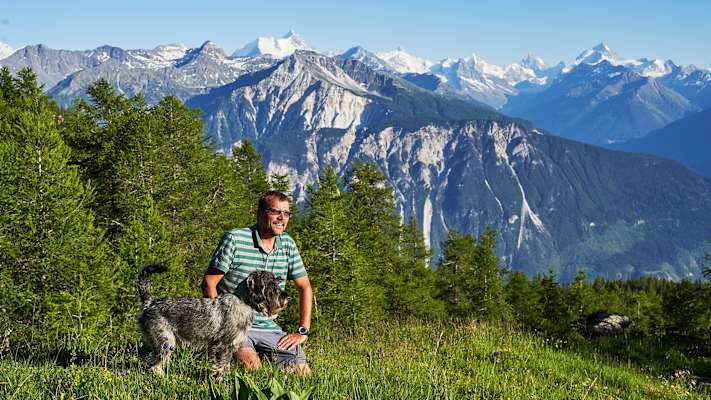 Zwei Schnauzer durchwandern die Schweiz