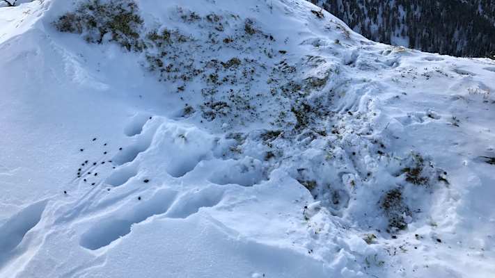 Äsungsplatz: Gamsspuren im Schnee
