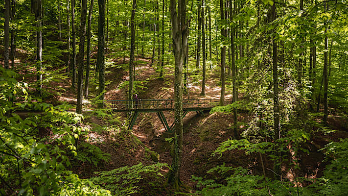 Ein Wald und eine Brücke, über die eine Person geht.