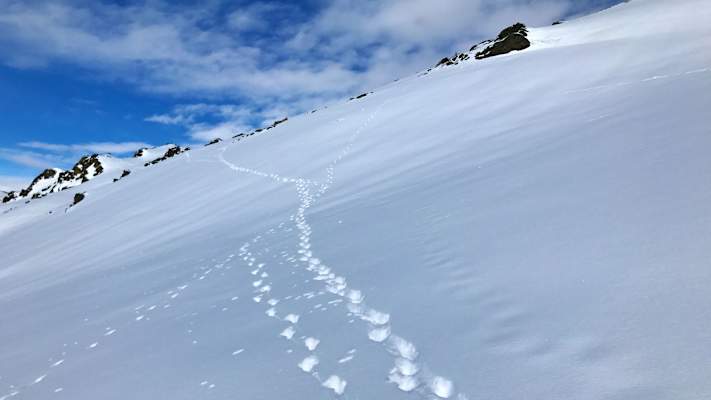 Tierspuren im Schnee: Winter in Tirol