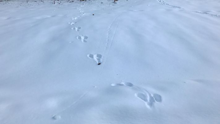 Winter in Tirol: Hasenspur im Schnee