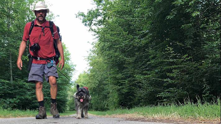 Zwei Schnauzer durchwandern die Schweiz