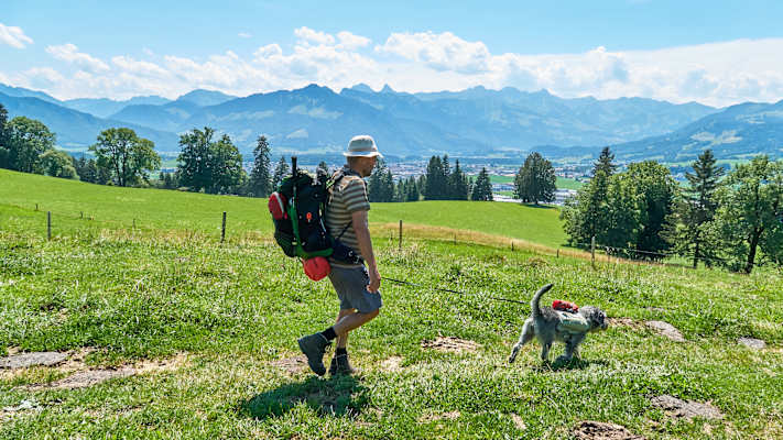 Zwei Schnauzer durchwandern die Schweiz