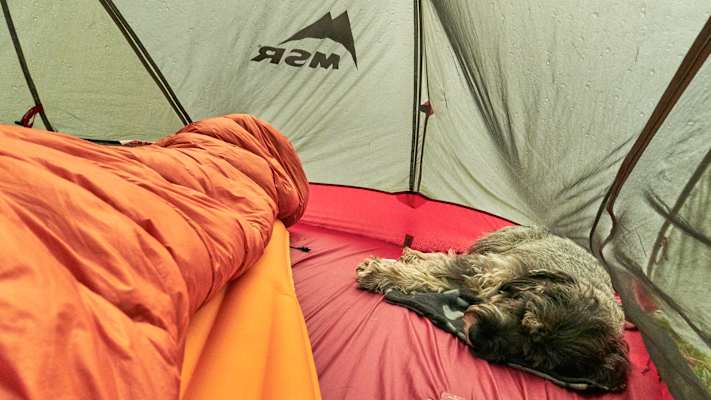 Zwei Schnauzer durchwandern die Schweiz