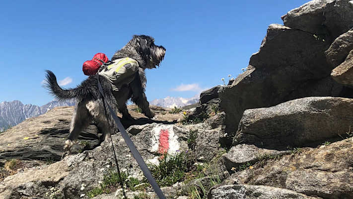 Zwei Schnauzer durchwandern die Schweiz