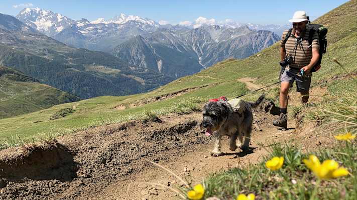 Zwei Schnauzer durchwandern die Schweiz