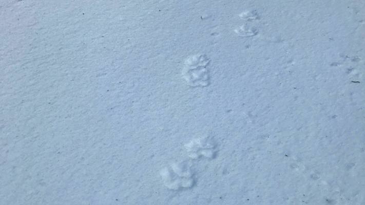 Tierspuren im Schnee: Pfotenabdruck von einem Hund