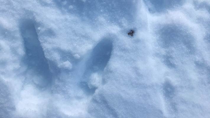 Tierspuren im Schnee: Gamsspur