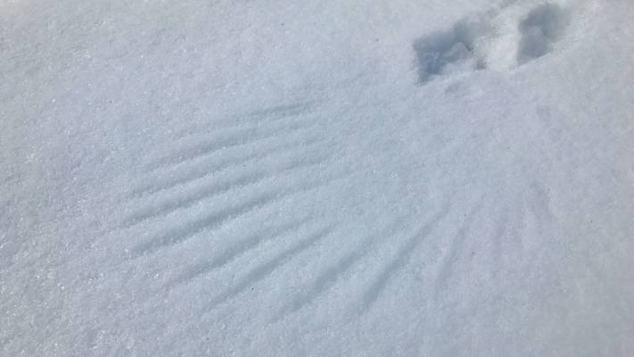 Tierspuren im Schnee: Vogelspuren und Flügelabdrücke