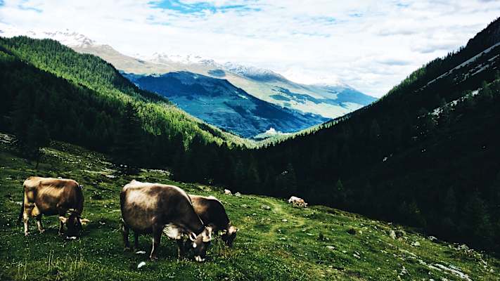 Rinder in Graubünden