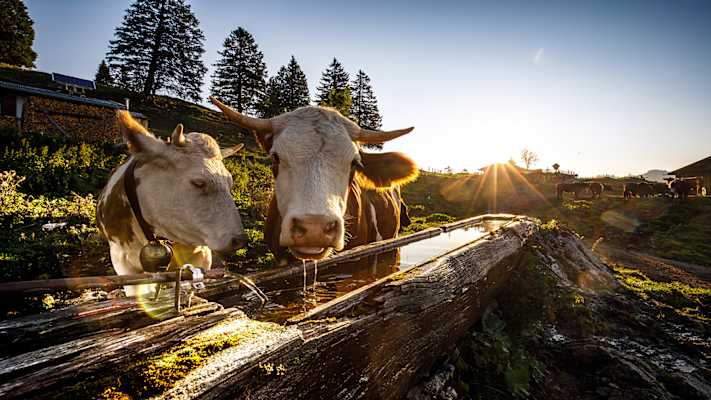 Zwei Kühe trinken beim Brunnen