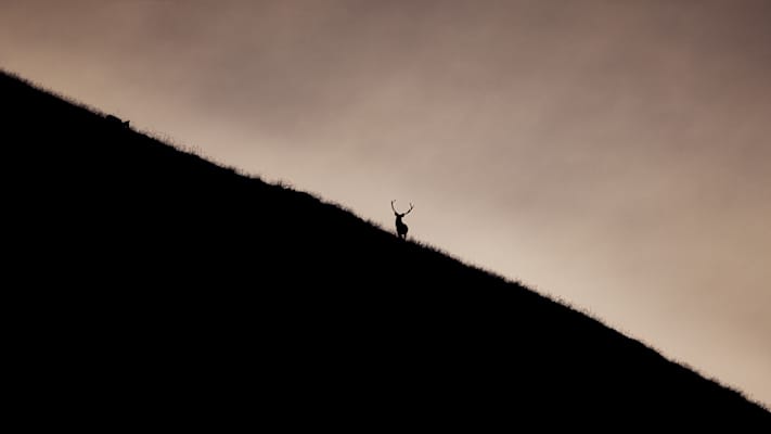 Selten sieht man Hirsche so nahe wie zur Paarungszeit.