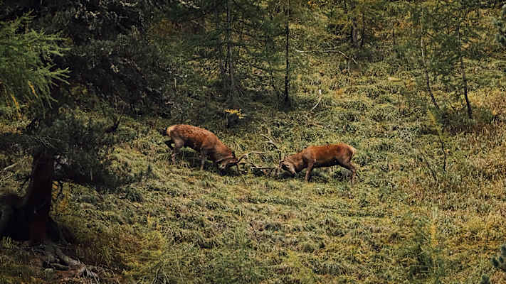 Zu den Höhepunkten der Brunftzeit gehören die imposanten Hirschkämpfe.