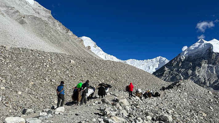 Yaks bringen die Ausrüstung ins ABC.