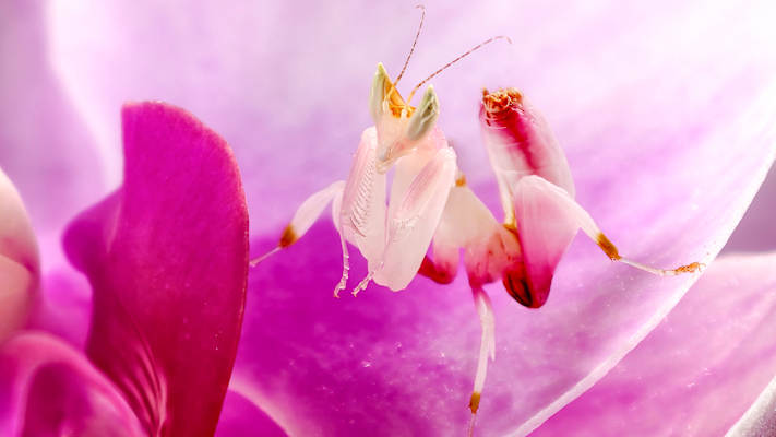 Telephoto-Makro: Fokussiert auf Details und erzielt dramatische Effekte.