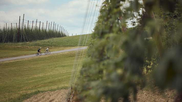 Zwei Radfahrerinnen und Radfahrer fahren auf einem schmalen Weg durch eine ländliche Landschaft im Mühlviertel, gesäumt von Hopfengärten und Wiesen.