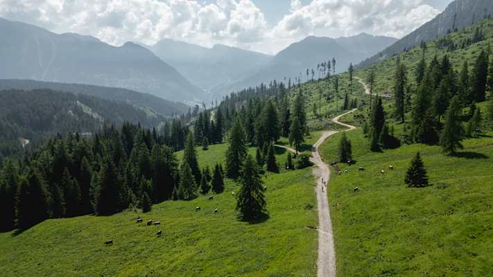 Fostweg auf der Latemar Ronda im Eggental durch durch Weidegebiet mit Kühen und Bäumen.