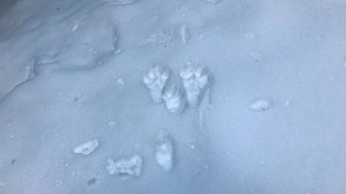 Tierspuren im Schnee: Hasenfährte