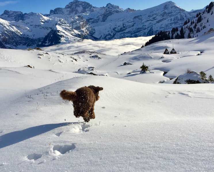 Völlig schwerelos scheint der gefellte Vierbeiner über die Schnellandschaft zu schweben, Kanton Uri, Schweiz