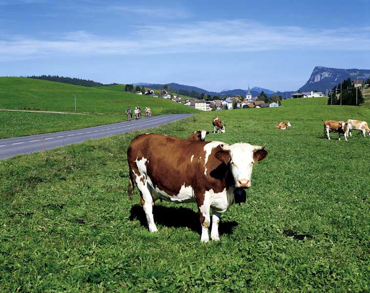 Weide im Vallée de Joux in der Waadtländer Jura