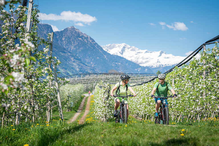 Zwei Mountainbiker fahren durch eine blühende Apfelplantage, im Hintergrund die schneebedeckte Bergwelt der Südtiroler Alpen.