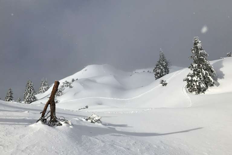 Winterlandschaft in Tirol: Tierspuren im Schnee