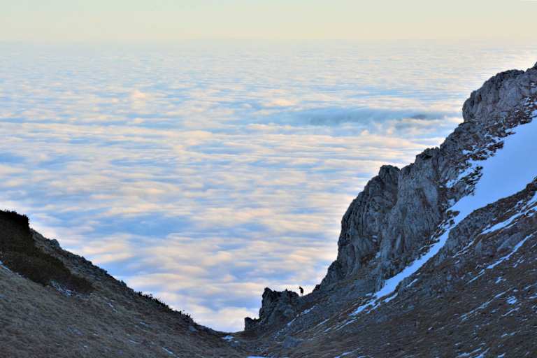 Auf dem Schneeberg: Eine Gams in der Scharte blickt auf ein gigantisches Nebelmeer