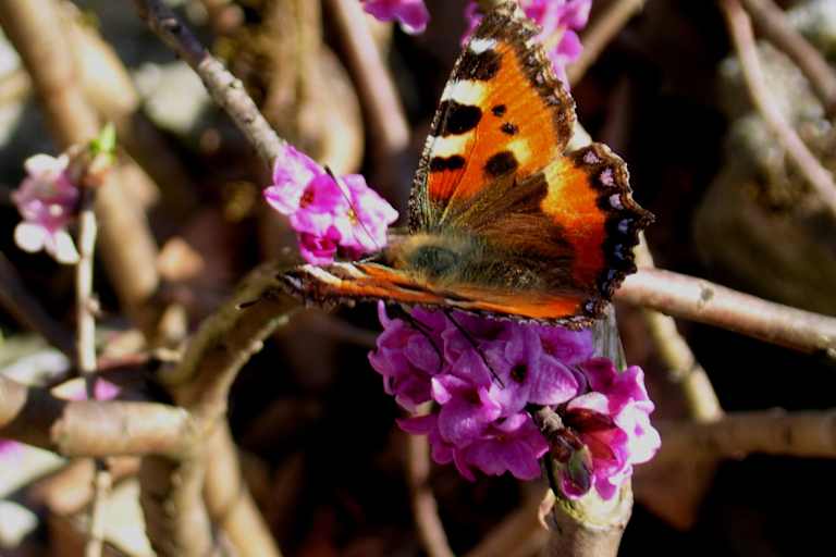 Seidelbast, Seidelbastgewächse: Blütezeit: März – Mai. Nicht nur was fürs Auge, sondern vor allem auch für die Nase ist der giftige Seidelbast mit seinem betörenden Duft, der wohl auch den „Kleinen Fuchs“ angelockt hat.
