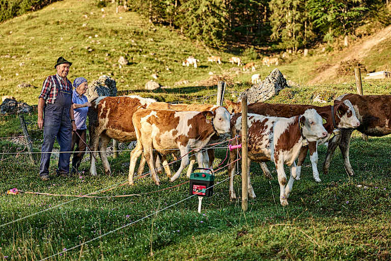 Bergbauern, Kühe, Weide