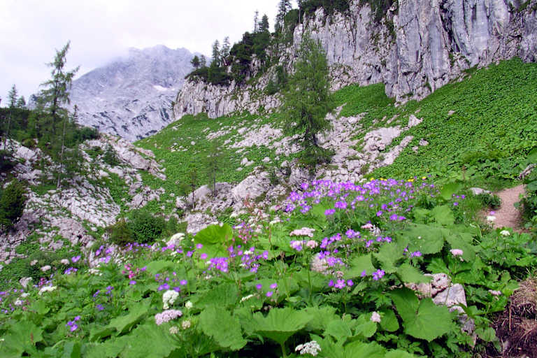 Alpenflora im Toten Gebirge bei der Pühringer Hütte