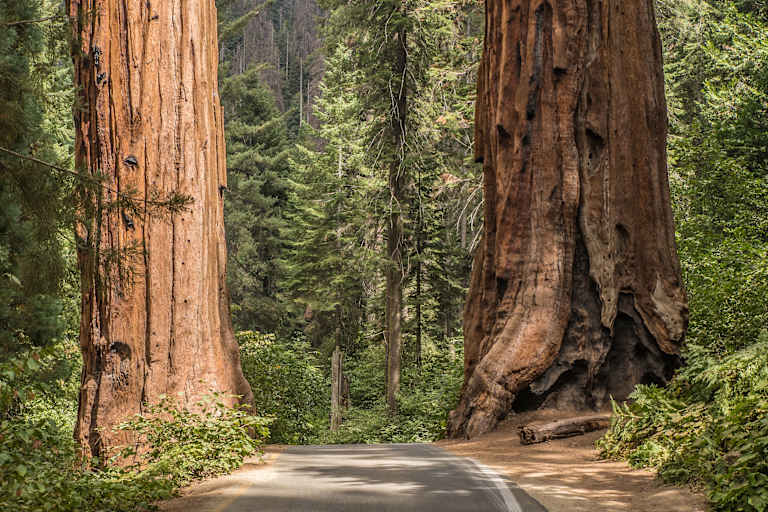 Mammutbäume in der kalifornischen Sierra Nevada
