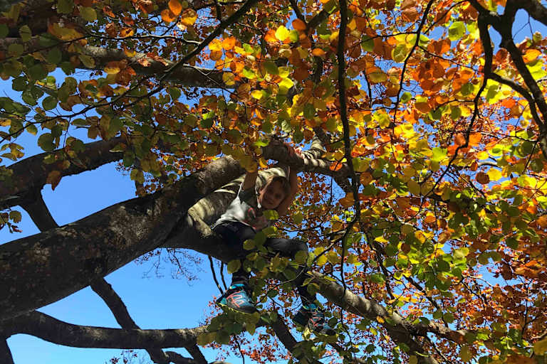 Die mächtigen Buchen sind im Herbst besonders schön.